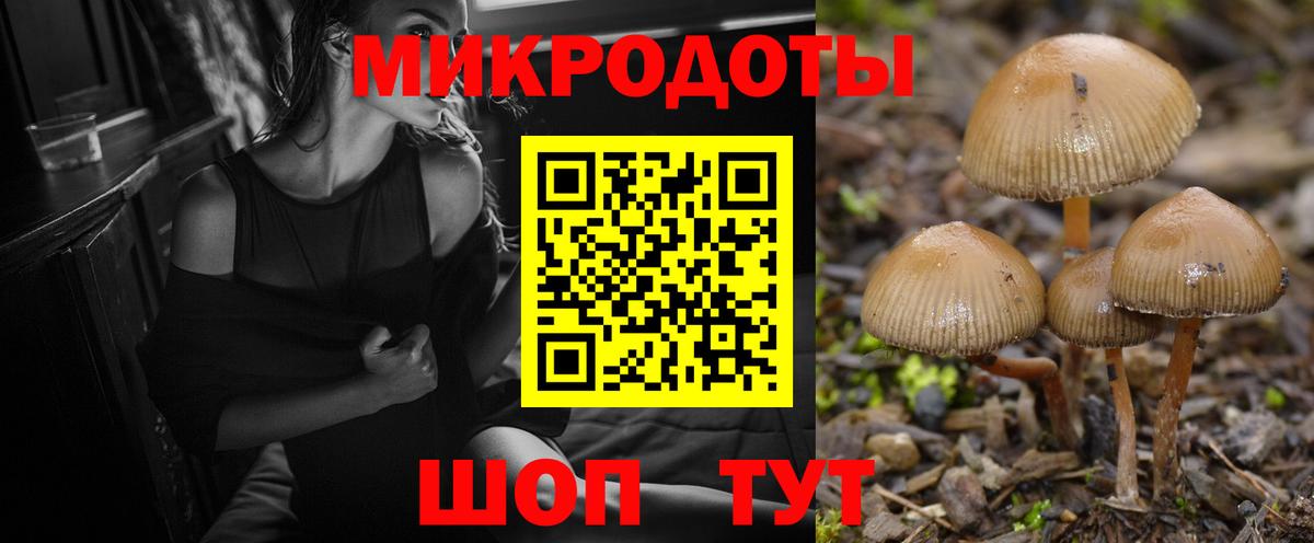 Галлюциногенные грибы Psilocybe Минусинск
